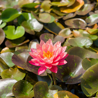 Waterlelie 'Wanvisa' - Nymphaea Wanvisa - Bakker