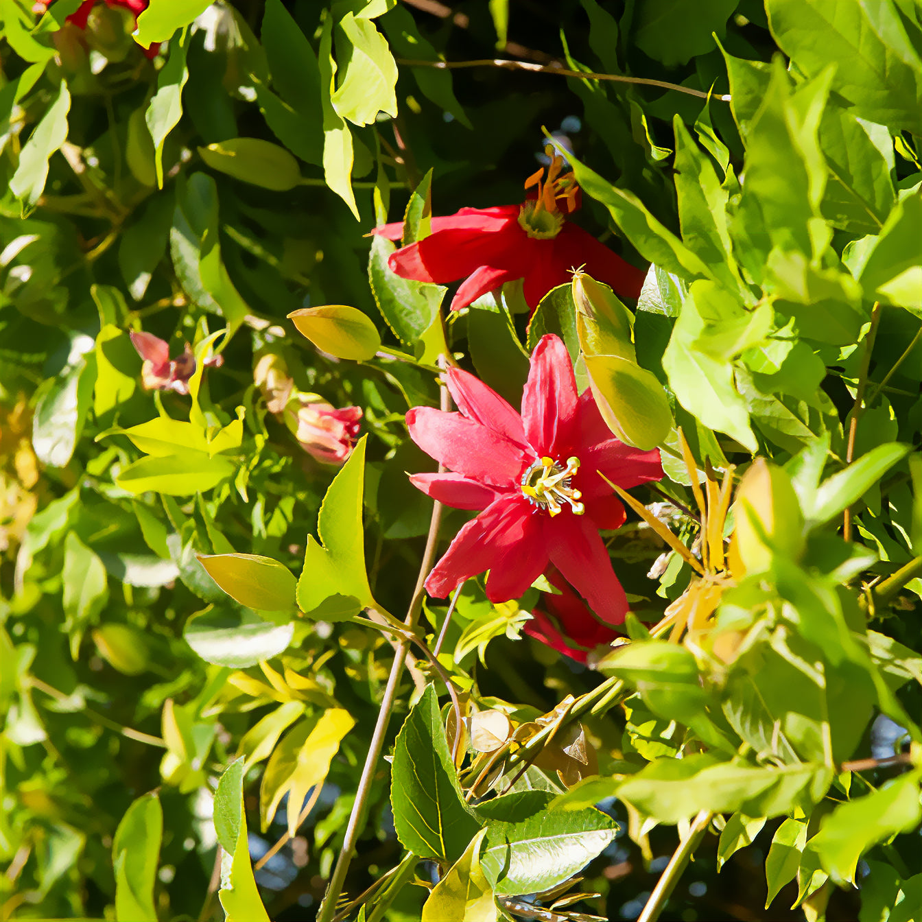 Passiebloem exoniensis - Bakker