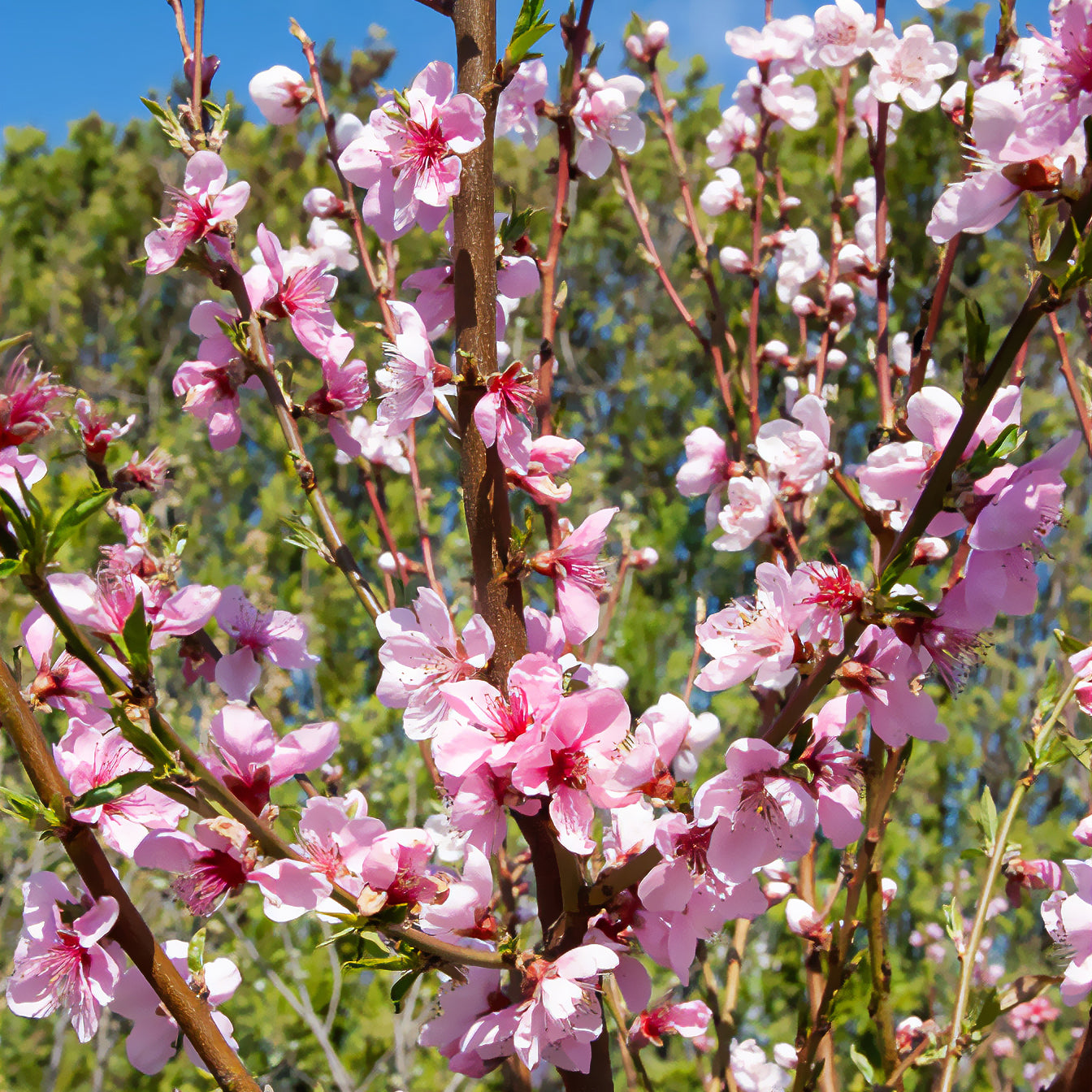 Platte perzik Saturn - Prunus persica Saturne - Bakker