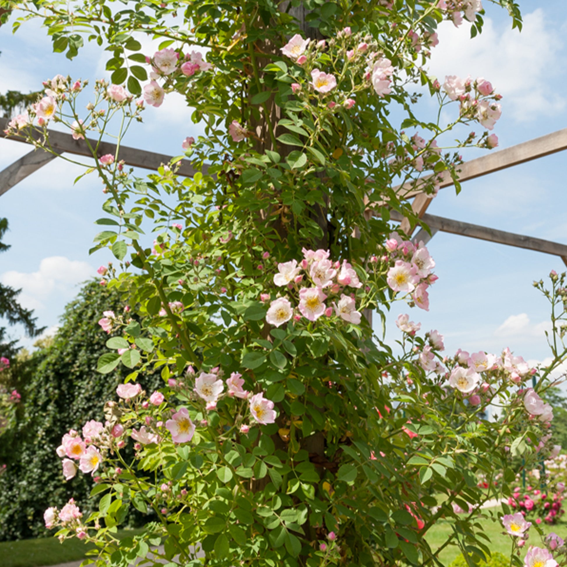 Liaanroos Kew Rambler - Bakker