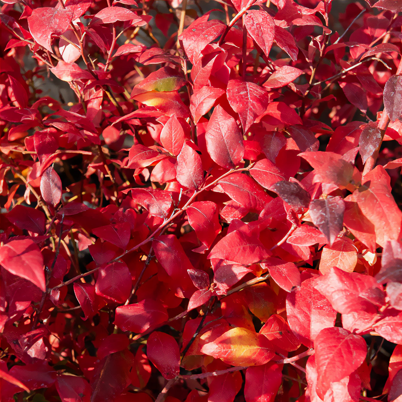 Vaccinium corymbosum Blue Crop - Blauwe bes 'Bluecrop' - Blauwe bes