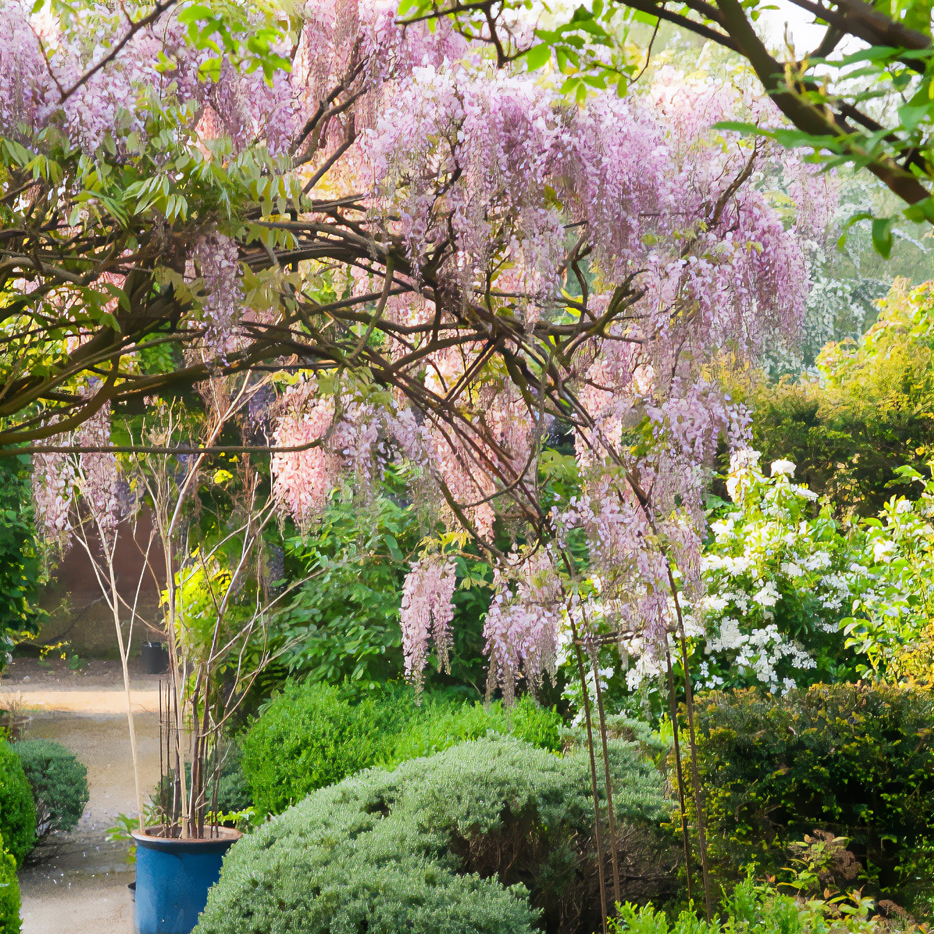 Wisteria - Blauwe regen Roze - Wisteria floribunda Pink ice