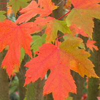Esdoorn Freeman 'Autumn Blaze' - Bakker