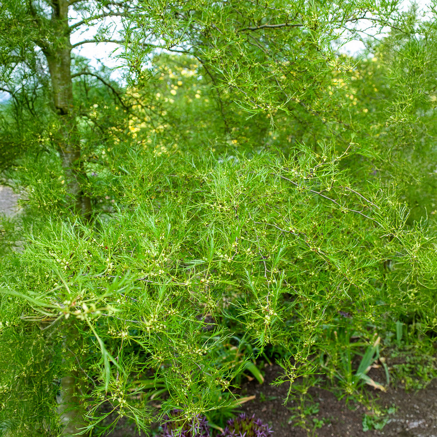 Zwarte els 'Imperialis' - Alnus glutinosa Imperialis - Bakker