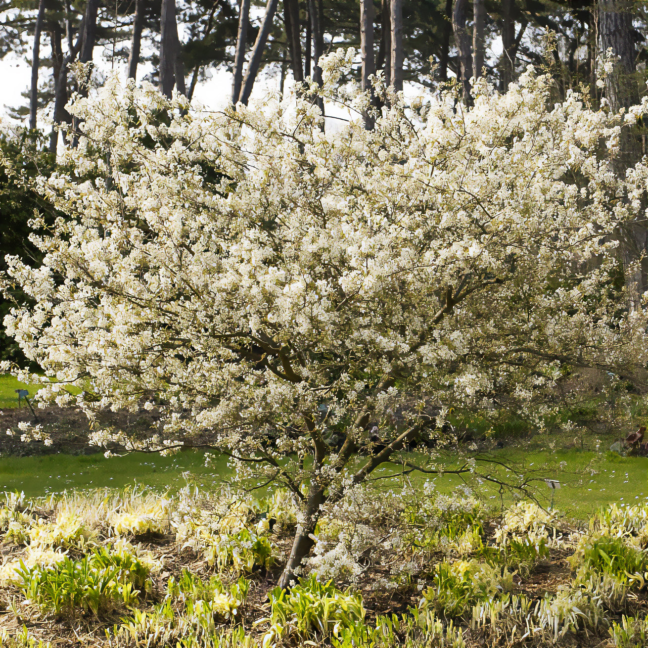 Drents krentenboompje - Amelanchier laevis - Bakker