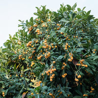 Eriobotrya japonica - Japanse wolmispel - Mespilus - Mispel