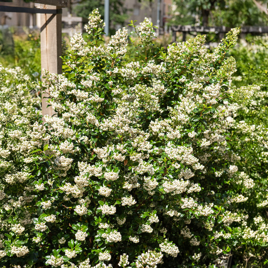 Escalonia 'Iveyi' - Escallonia Iveyi - Bakker