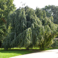 Groene treurbeuk - Fagus sylvatica Pendula - Bakker
