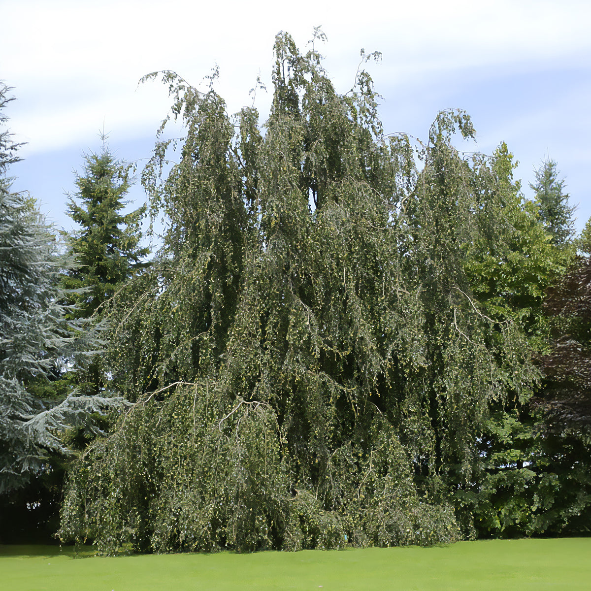 Beuk - Groene treurbeuk - Fagus sylvatica Pendula