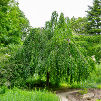 Groene treurbeuk - Bakker