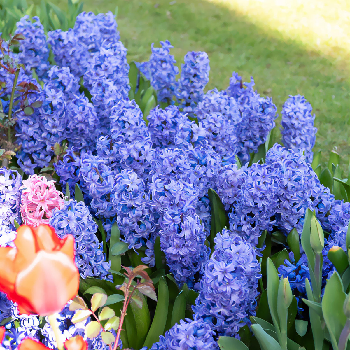 Hyacint Delft Blue - Hyacinthus orientalis Delft Blue - Bakker