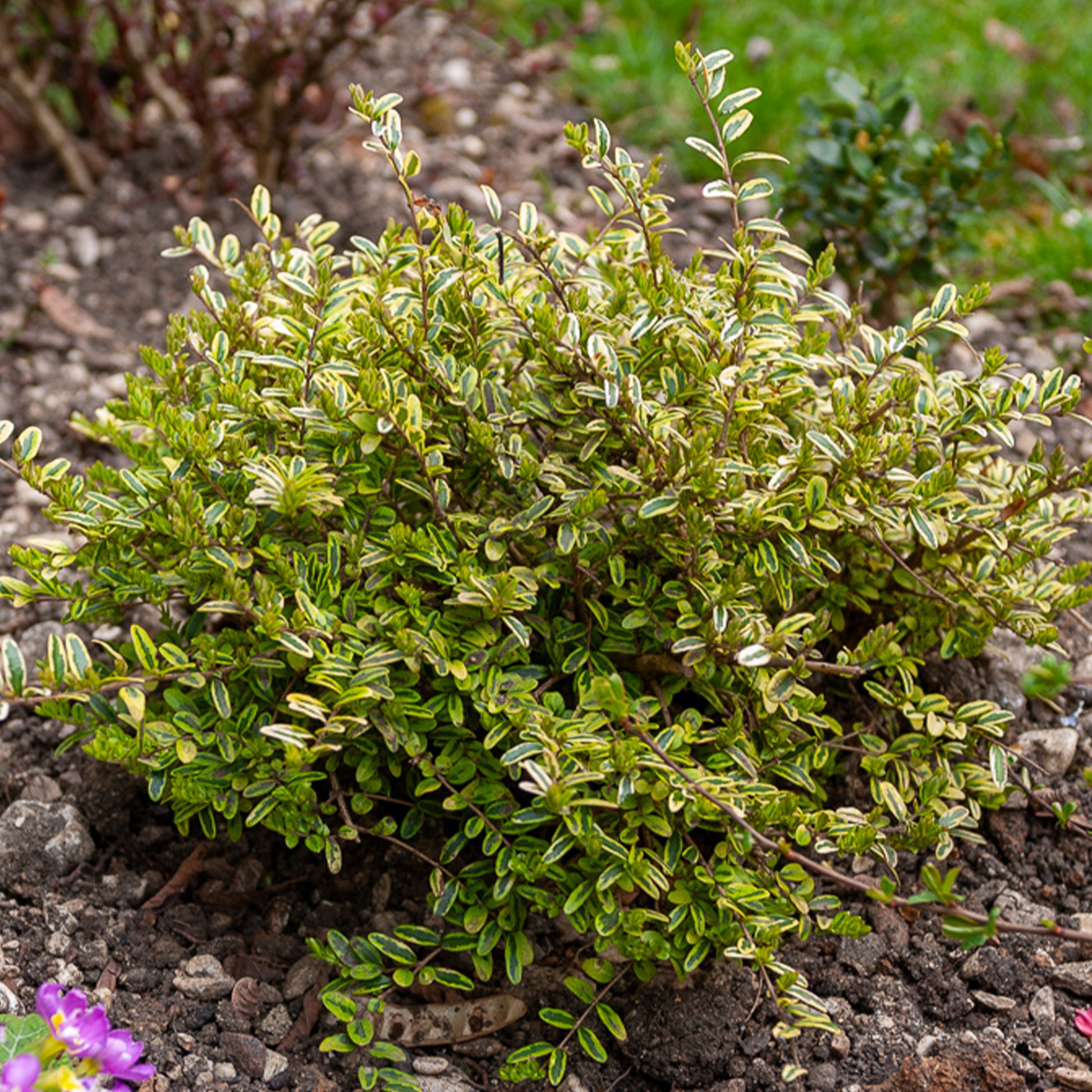 Lonicera nitida Lemon Beauty - Struikkamperfoelie 'Lemon Beauty' - Bodembedekkers
