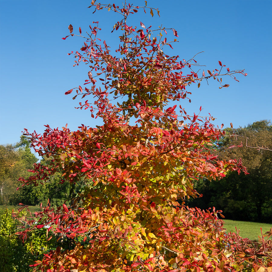 Verkoop Zwarte tupeloboom