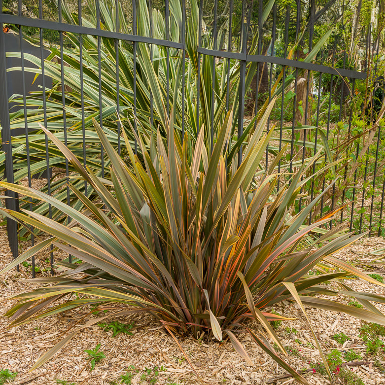 Phormium Sundowner - Nieuw-Zeelands vlas 'Sundowner' - Nieuw-Zeelands vlas - Phormium