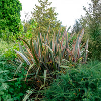 Nieuw-Zeelands vlas - Phormium - Nieuw-Zeelands vlas 'Sundowner' - Phormium Sundowner