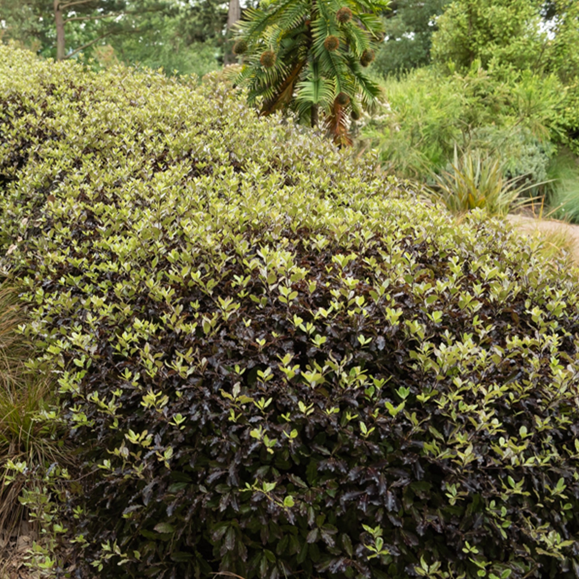 Pittosporum tenuifolium Tom Thumb - Australische laurier 'Tom Thumb' - Pittosporum