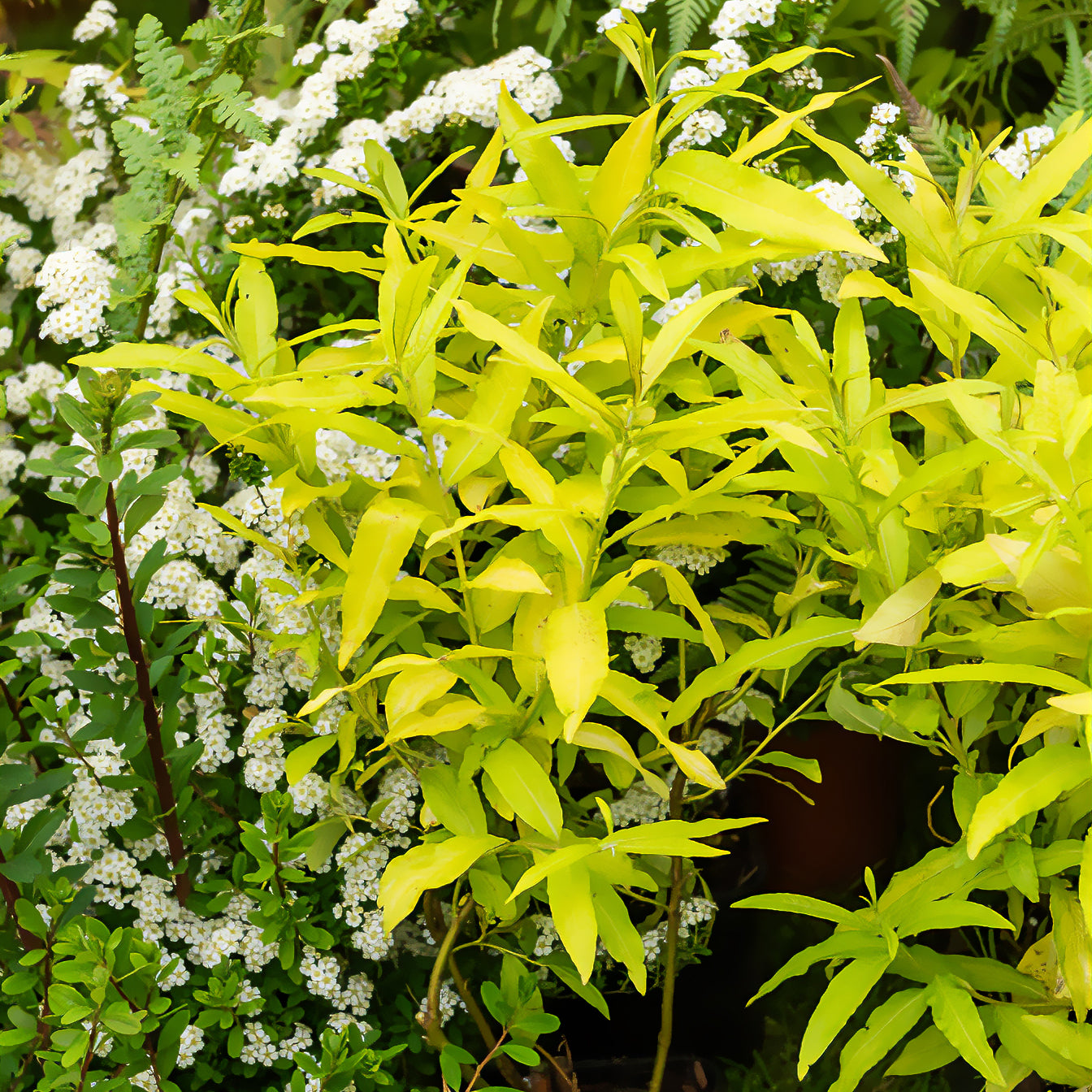 Wilg / Salix sachalinensis 'Golden Sunshine' - Bakker