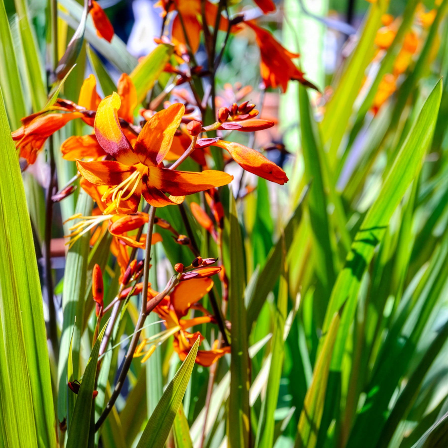 Verkoop Crocosmia 'Emily McKenzie' - Crocosmia Emily Mckenzie