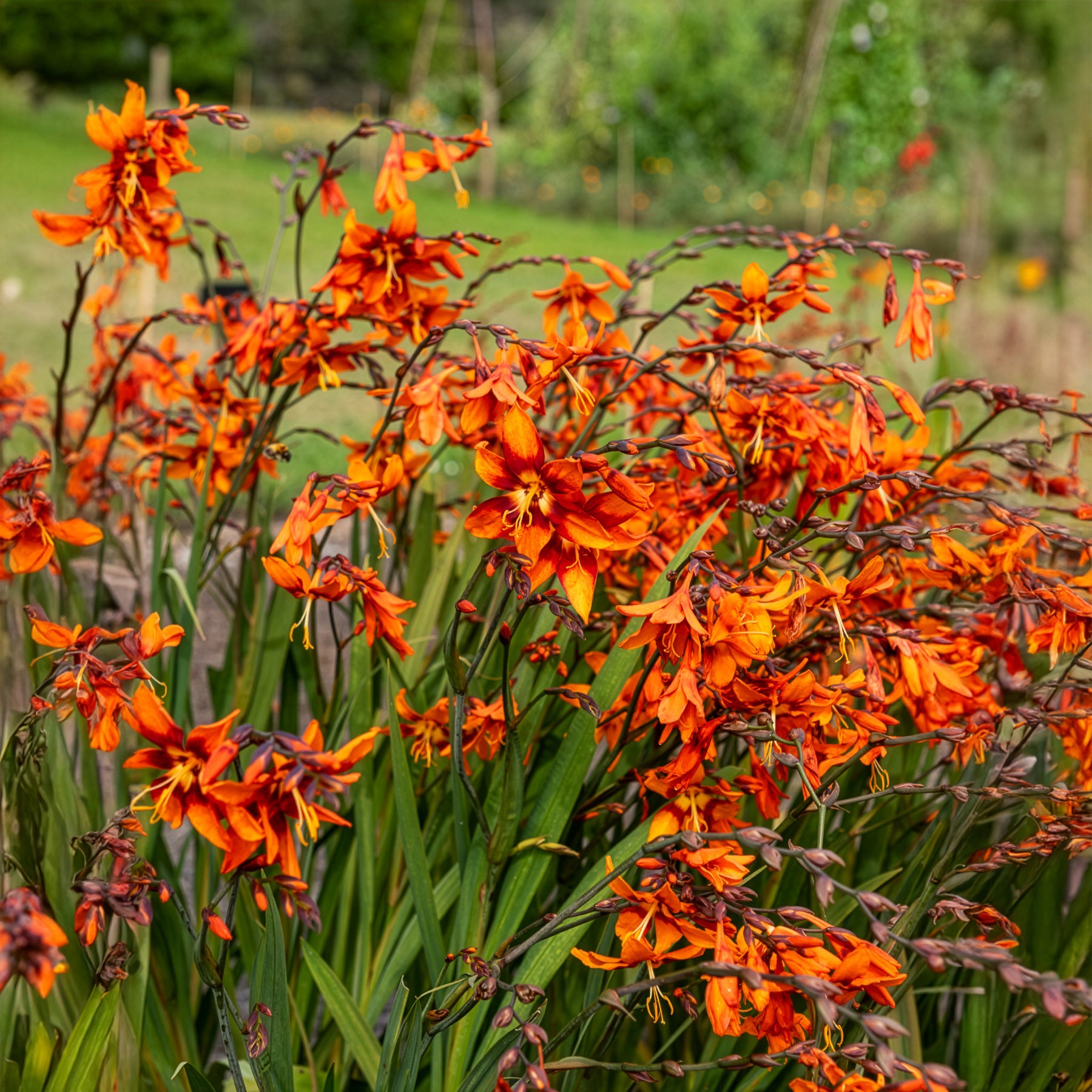 Crocosmia 'Emily McKenzie' - Bakker