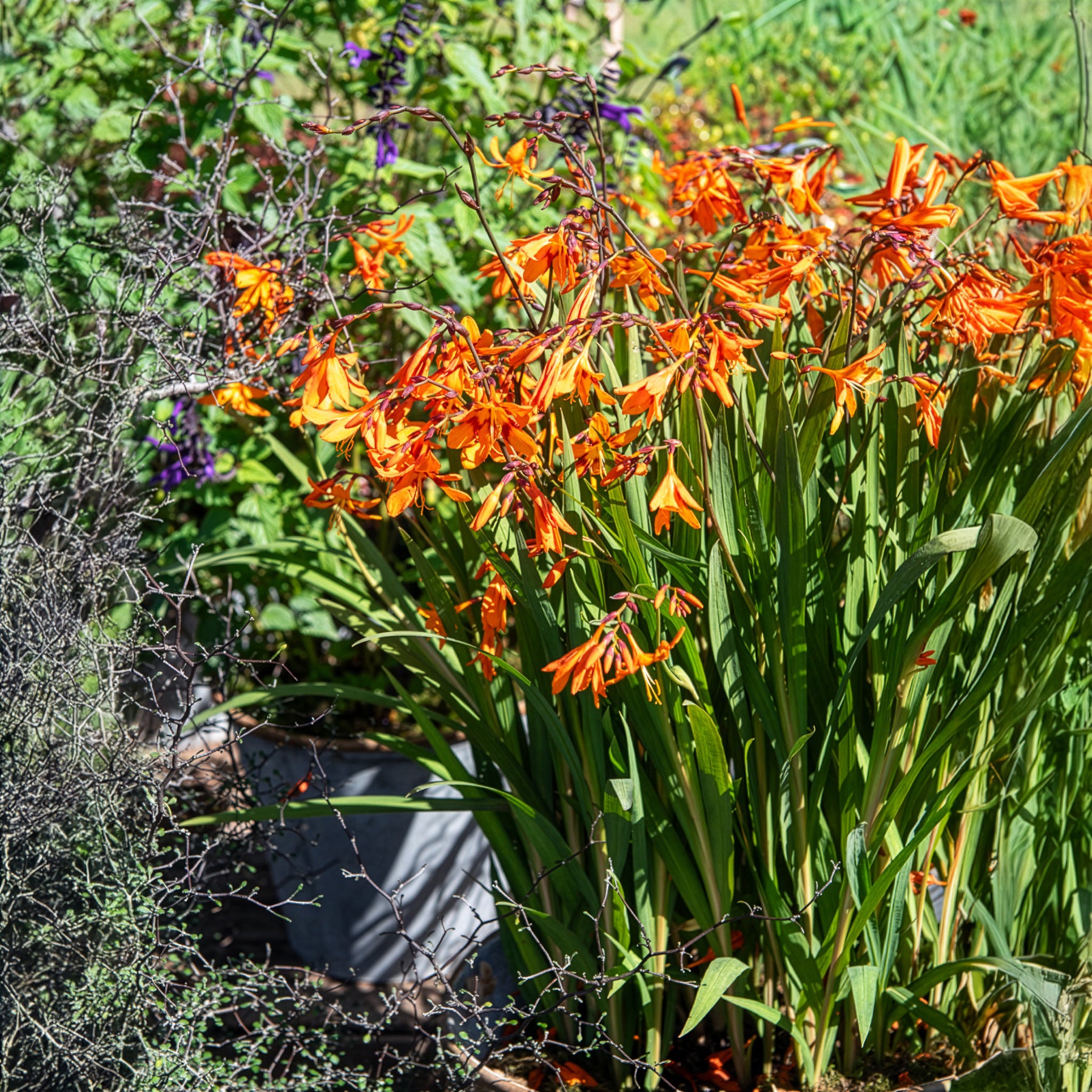 Crocosmia Emily Mckenzie - Crocosmia 'Emily McKenzie' - Crocosmia - Montbretia
