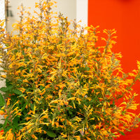 Dropplant Kudos Mandarin - Agastache Kudos Mandarin - Bakker