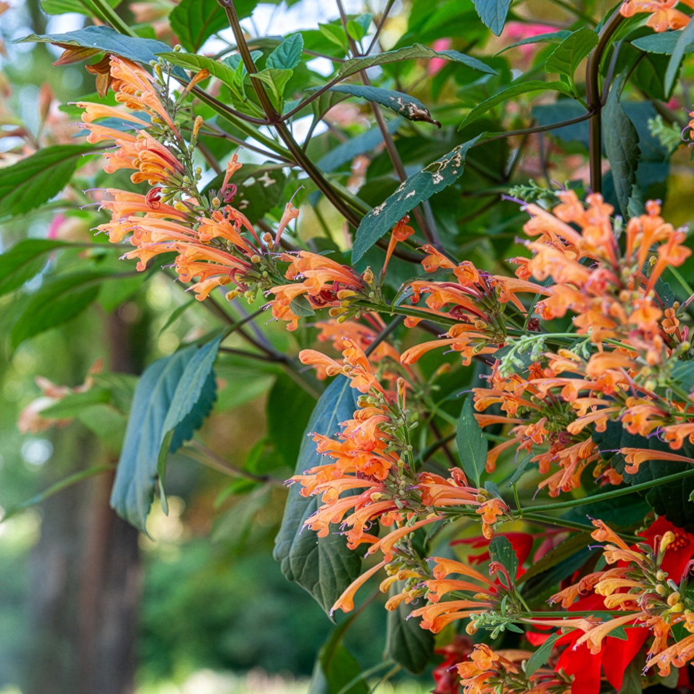 Dropplant Kudos Mandarin - Bakker