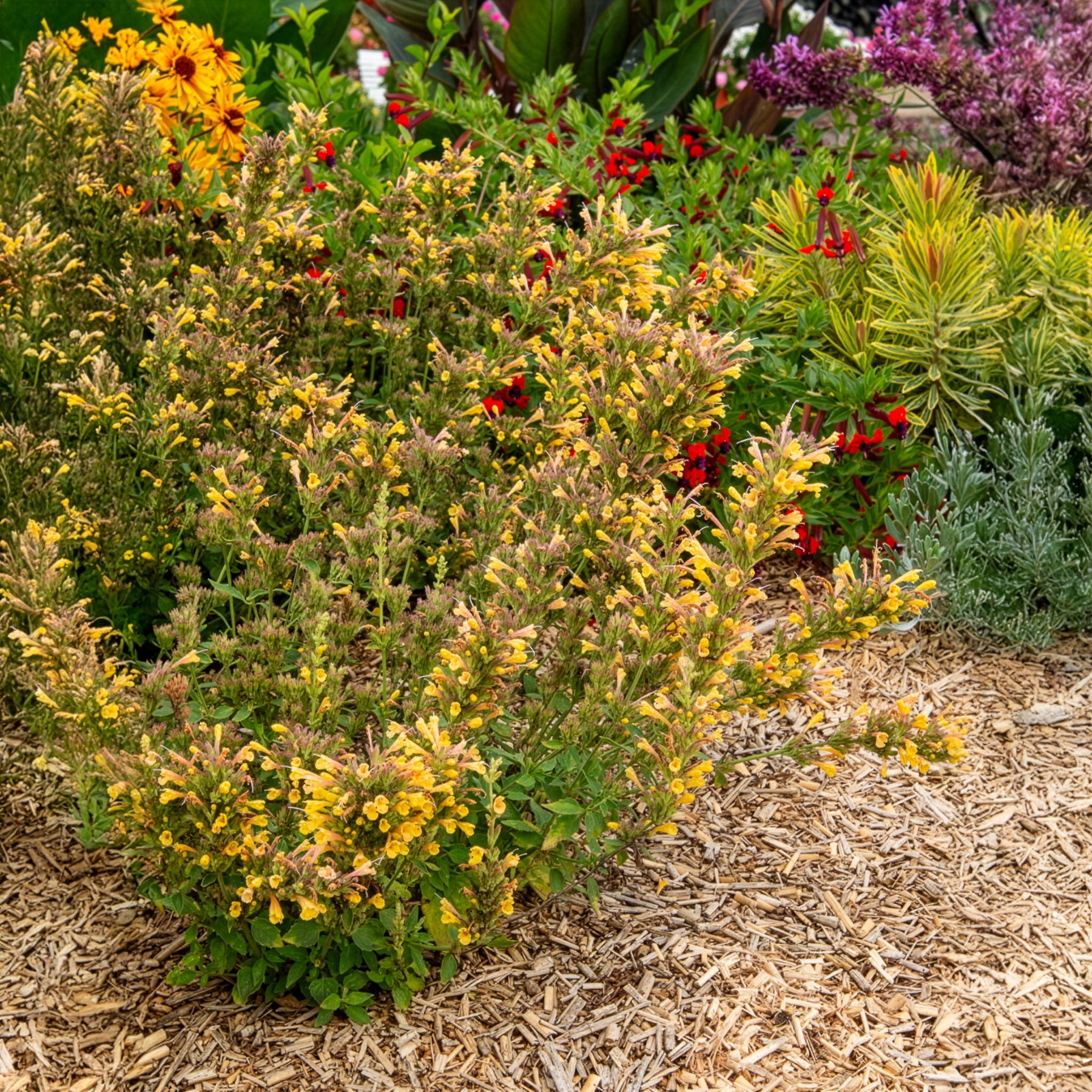 Dropplant Kudos Yellow - Bakker