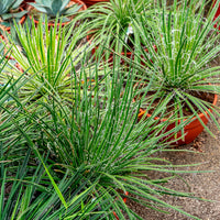 Agave Geminiflora - Bakker