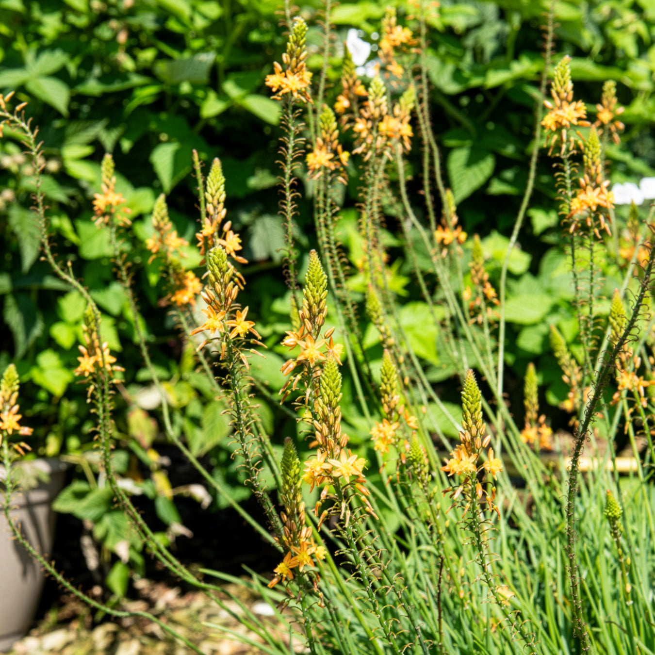 Gele kattenstaart Médicus ® - Bakker
