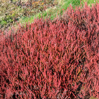 Struikheide Winter Chocolate - Calluna vulgaris Winter Chocolate - Bakker