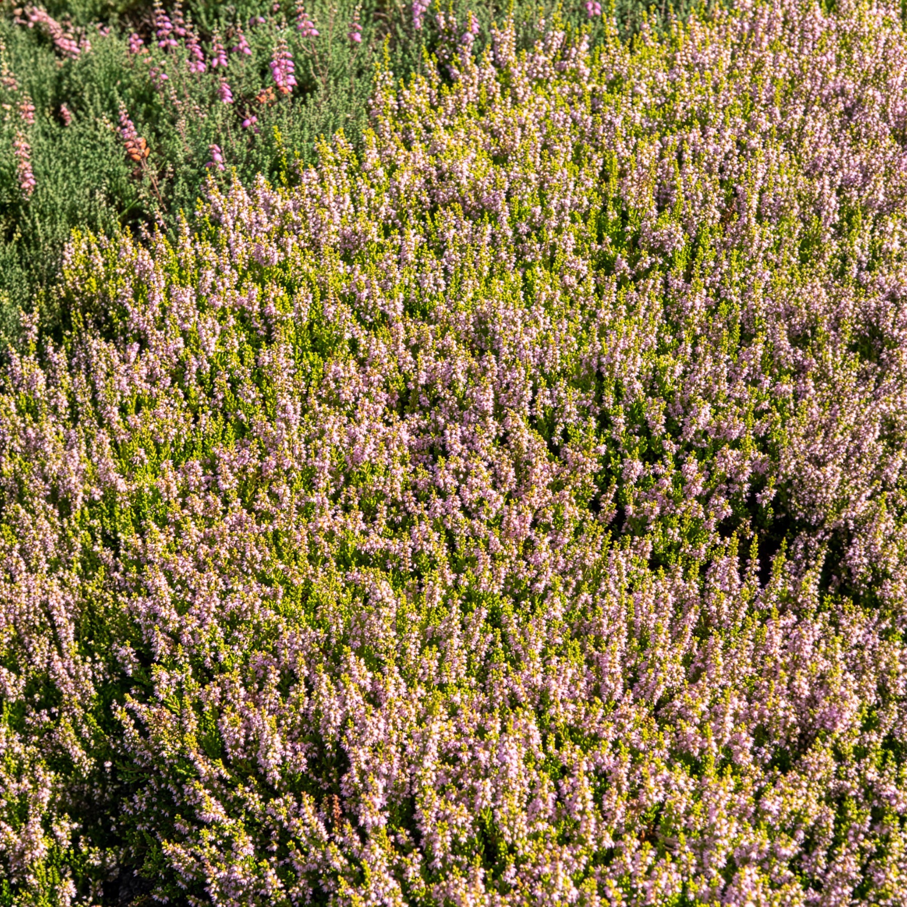 Calluna vulgaris Winter Chocolate - Struikheide Winter Chocolate - Zomerheide