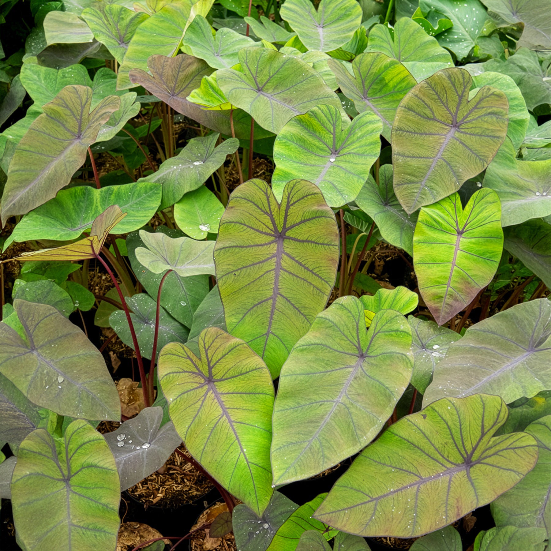 Colocasia esculenta Madeira - Colocasia Madeira / Olifantsoor - Oeverplanten