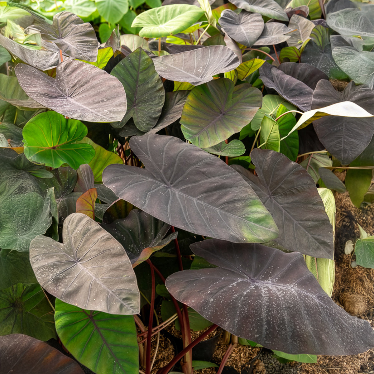 Colocasia Madeira / Olifantsoor - Colocasia esculenta Madeira - Bakker