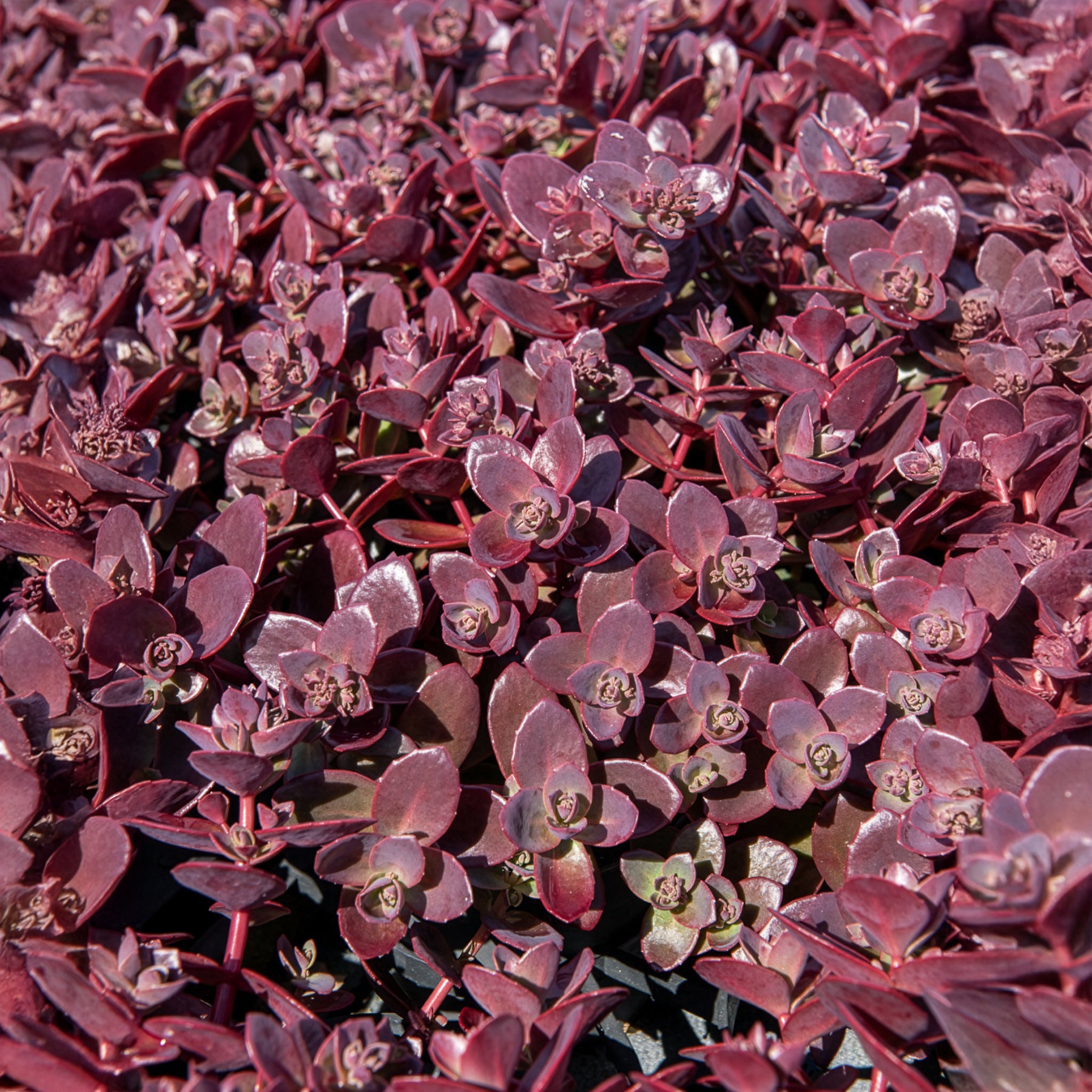 Muurpeper Firecracker - Sedum Sunsparkler® Firecracker - Bakker