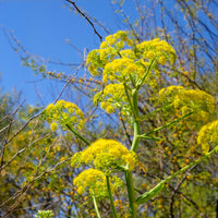 Wilde tuinplanten - Reuzenvenkel - Ferula communis