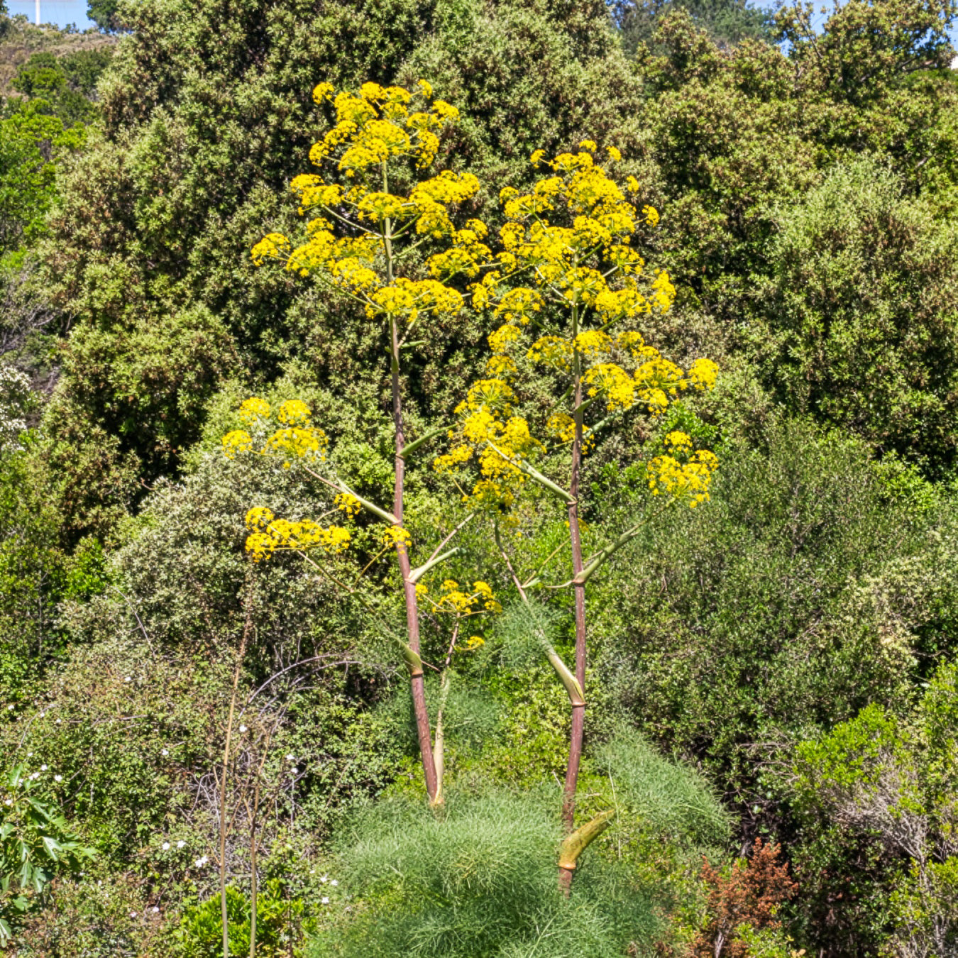 Ferula communis - Reuzenvenkel - Wilde tuinplanten