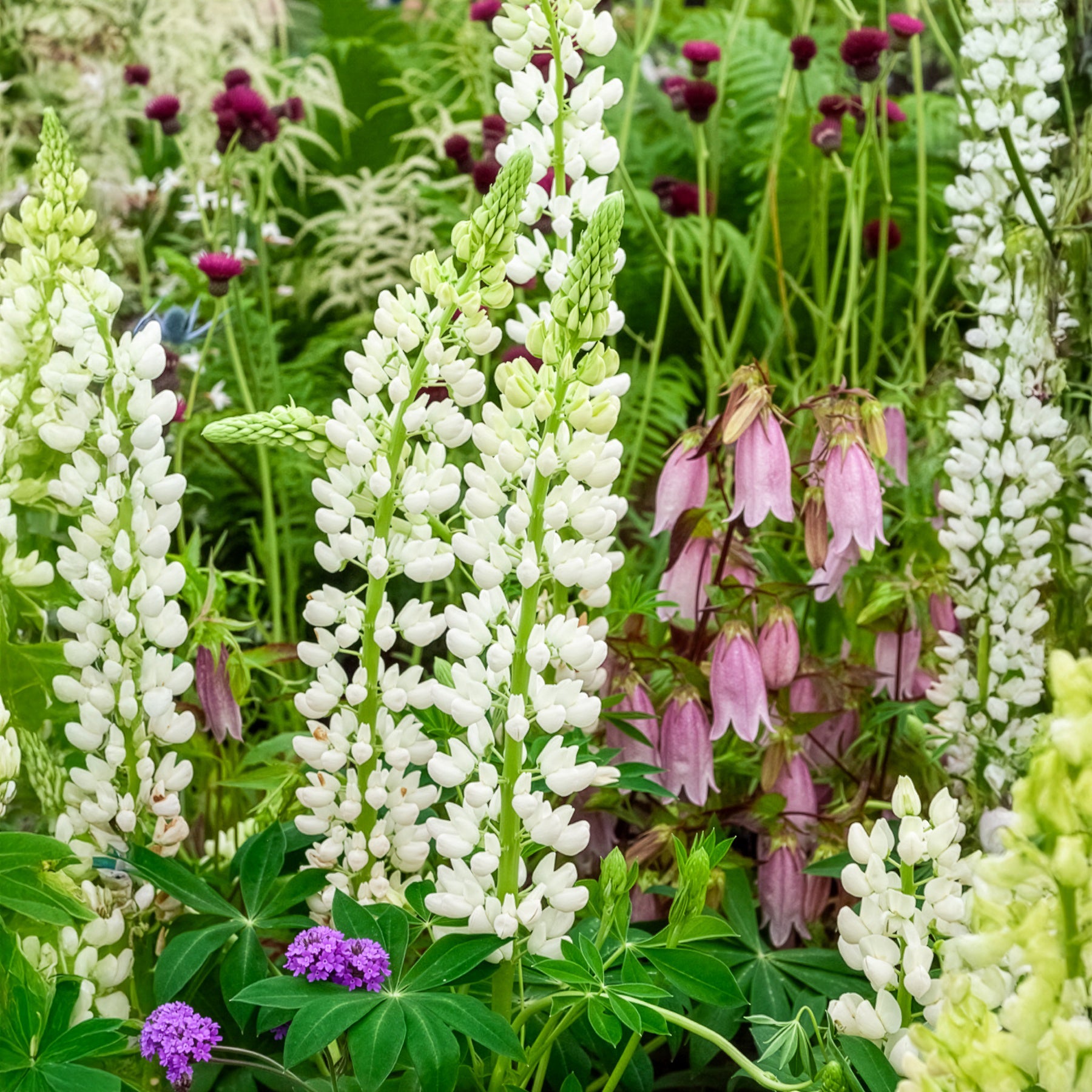 Lupine Noble Maiden - Lupinus Noble Maiden - Bakker