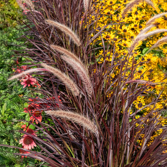Prachtriet Lady in Red - Bakker