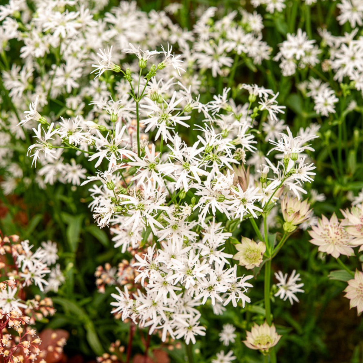 Echte koekoeksbloem White Robin - Lychnis flos-cuculi White Robin - Bakker