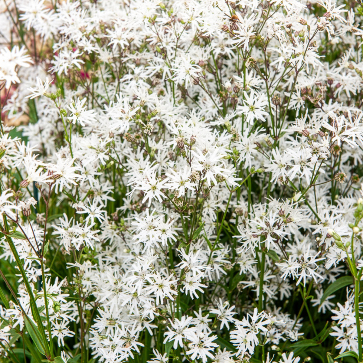 Echte koekoeksbloem White Robin - Bakker