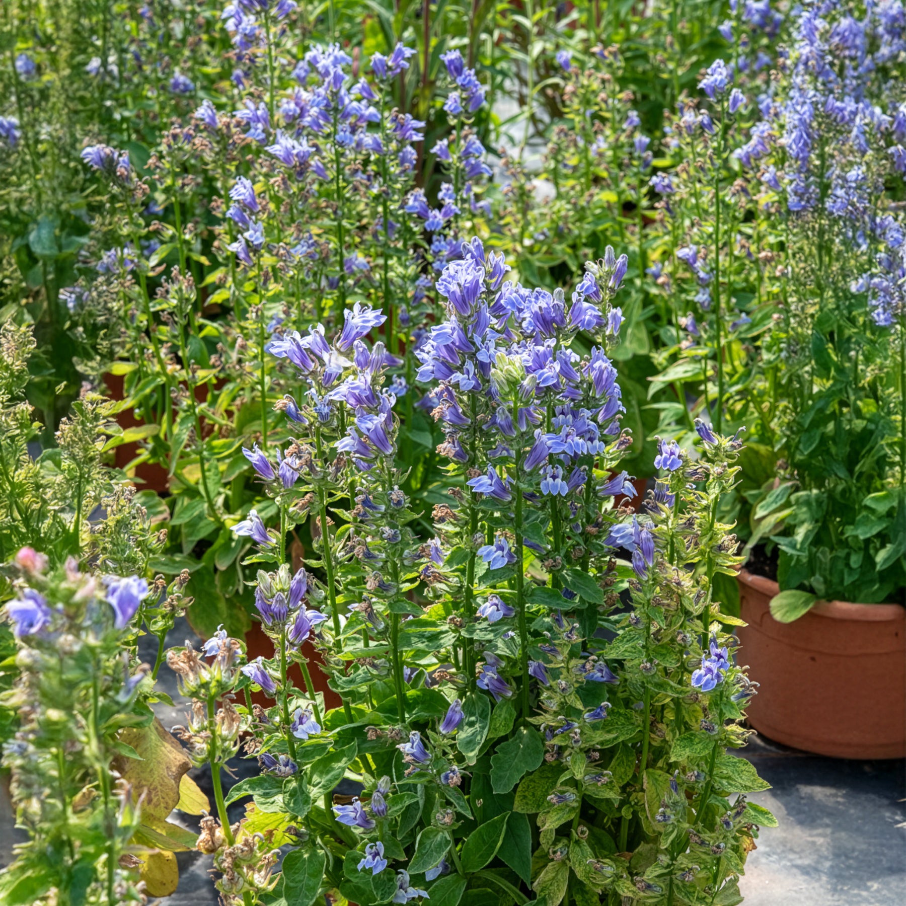 Virginische lobelia - Bakker