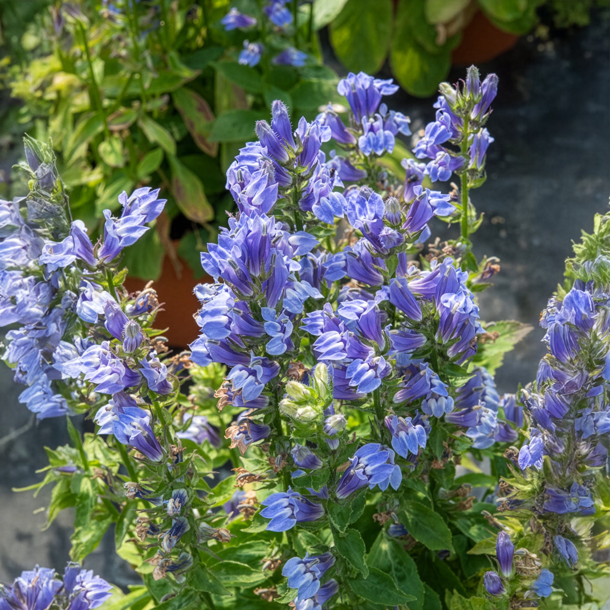 Lobelia siphilitica - Virginische lobelia - Bloeiende vaste planten