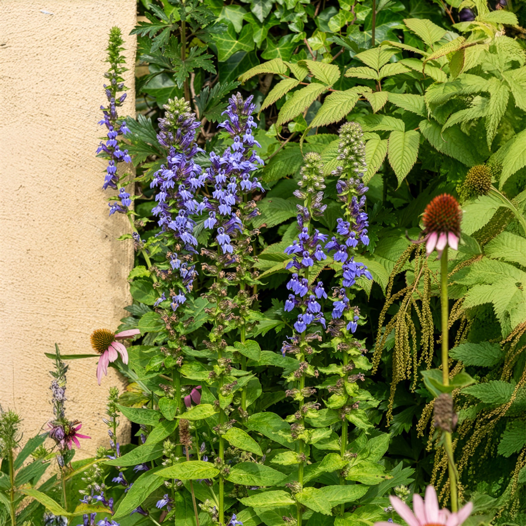 Bloeiende vaste planten - Virginische lobelia - Lobelia siphilitica