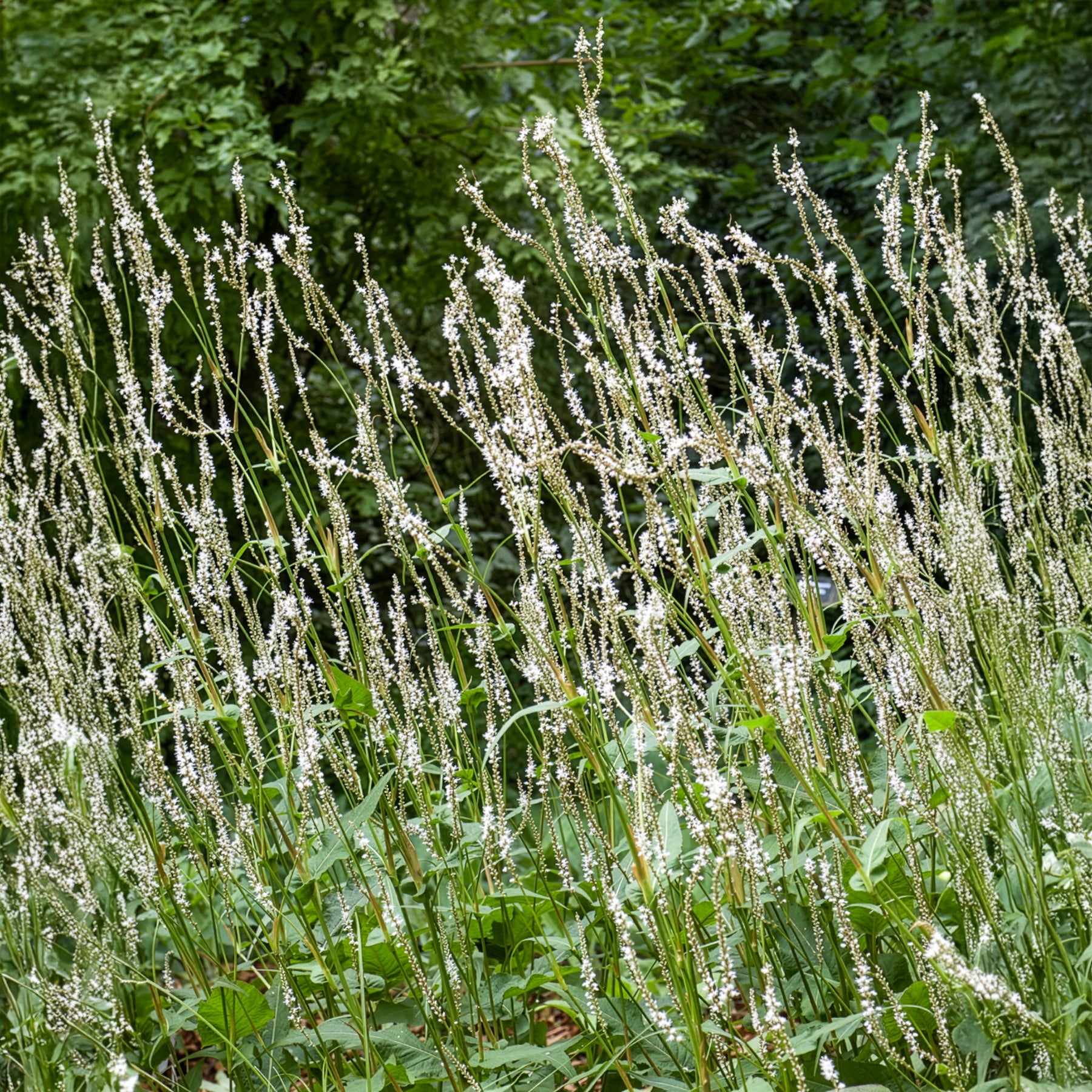 Duizendknooop Alba - Persicaria amplexicaulis Alba - Bakker