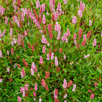 Duizendknooop Darjeeling Red - Persicaria affinis Darjeeling Red - Bakker