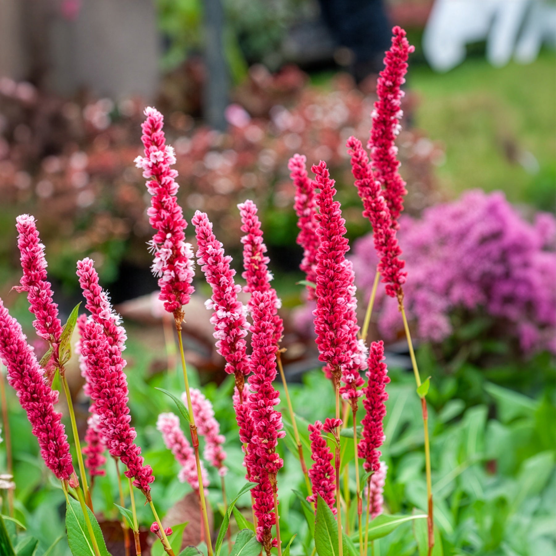 Duizendknooop Kabouter - Persicaria affinis Kabouter - Bakker