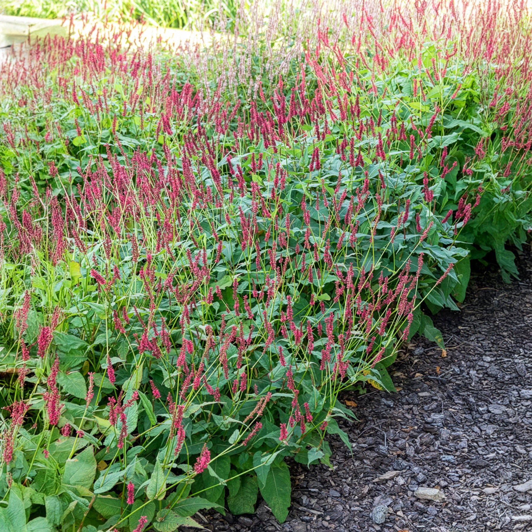 Persicaria - Duizendknoop - Duizendknooop Blackfield - Persicaria amplexicaulis Blackfield