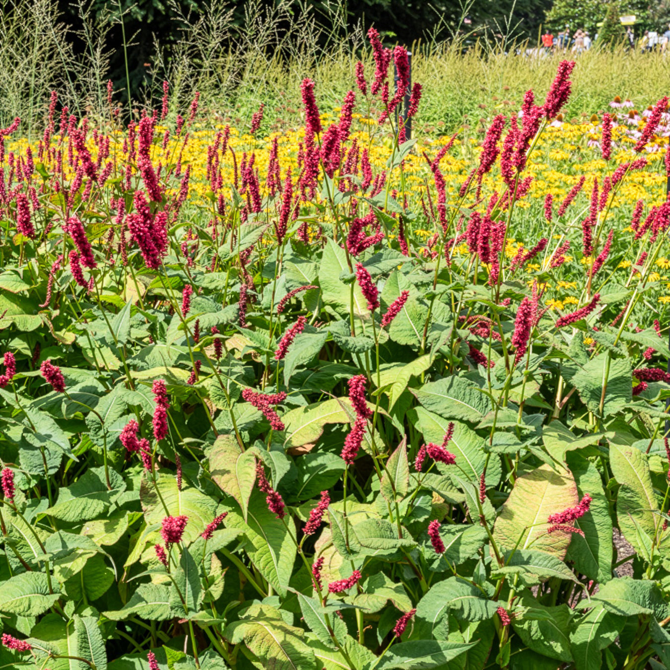 Persicaria amplexicaulis Fat Domino - Duizendknooop Fat Domino - Persicaria - Duizendknoop