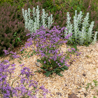 Lamsoor Dazzle Rocks - Limonium gmelinii Dazzle Rocks - Bakker
