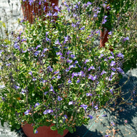 Salie So Cool Pale Blue - Bakker